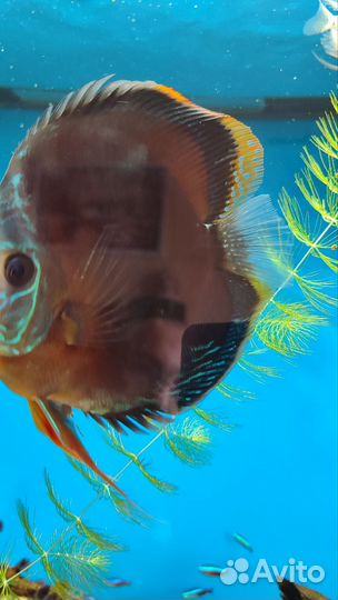 Дискусы 18см