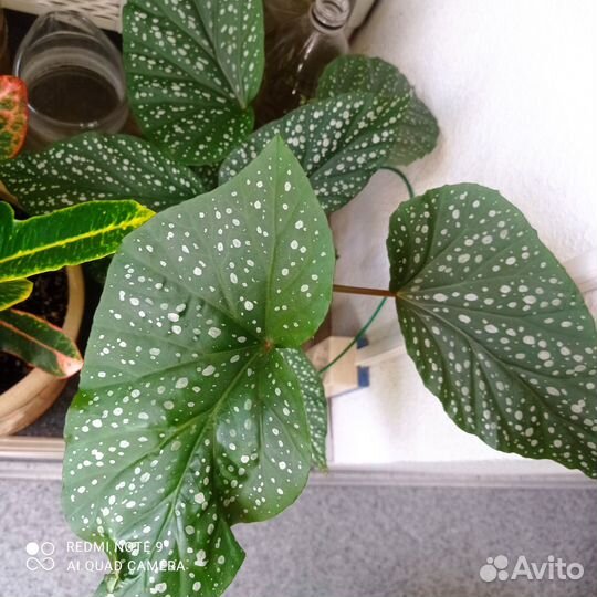 Комнатные декоративные растения