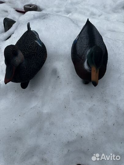 Чучела уток