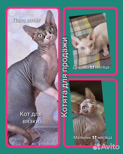 Питомник предлагает