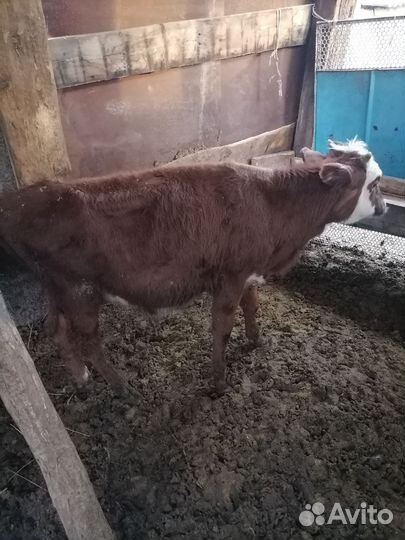 Бычки на откорм