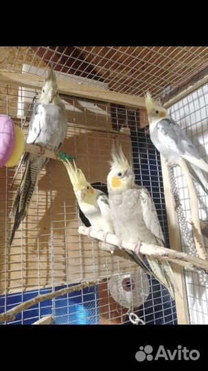 Попугай корелла