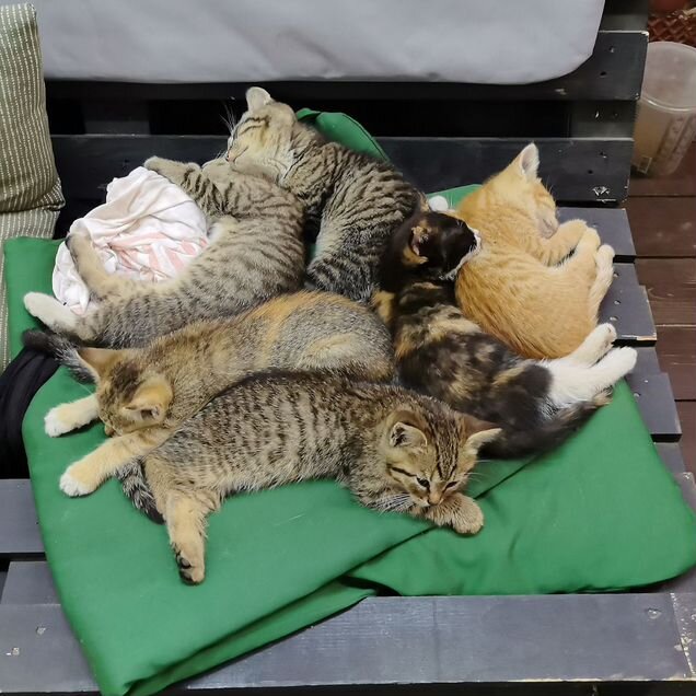 Котёнок в добрые руки