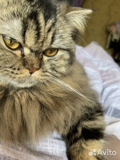 Кошка в дар бесплатно