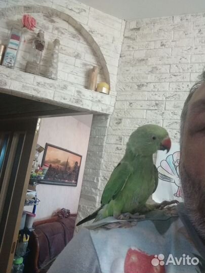 Попугай. Ручные