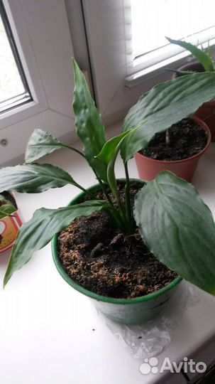 Комнатные растения цветы