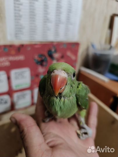 Ожереловый попугай птенец