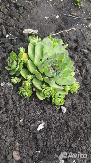 Каменная роза + очиток