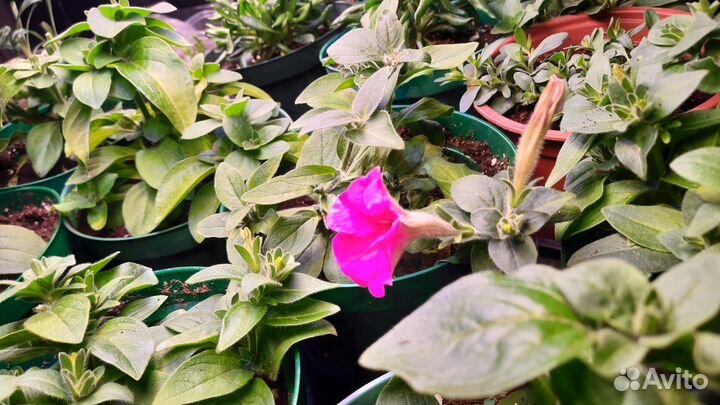 Черенки калибрахоа, петуния