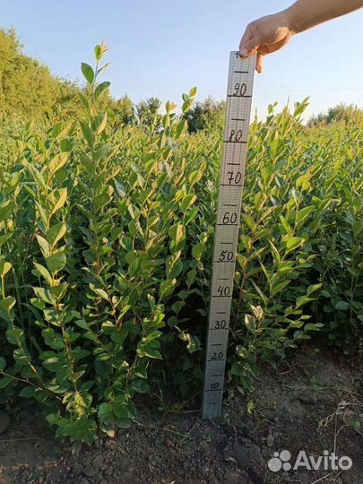 Кизильник блестящий