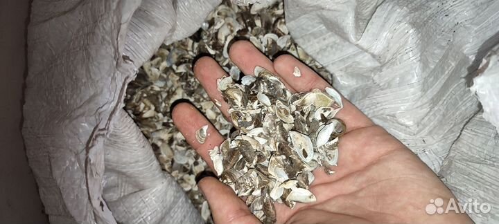 Ракушка для кур