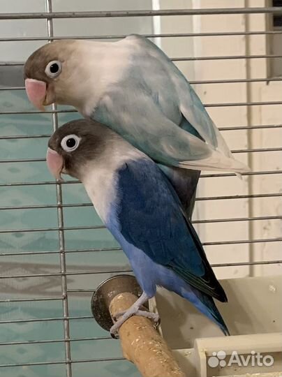 Неразлучники разных возрастов и окрасов