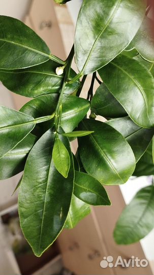 Каламондин-мандарин