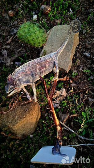 Чучело Йеменского хамелеона