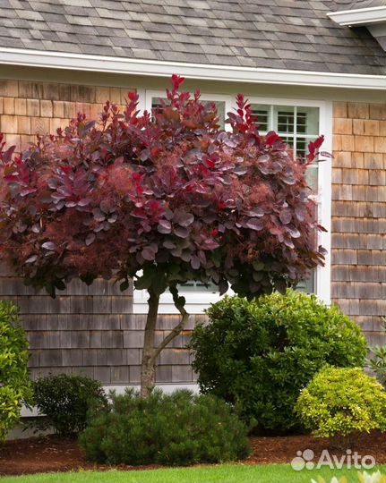 Скумпия кожевенная Роял Перпл