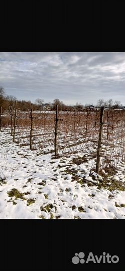 Саженцы малины