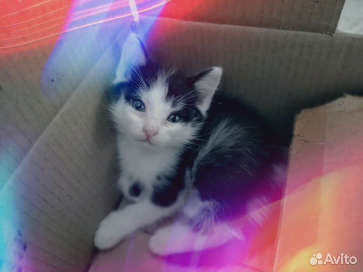 Вислоухие котята