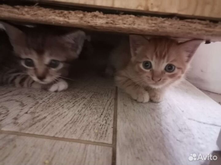 Кошка в дар