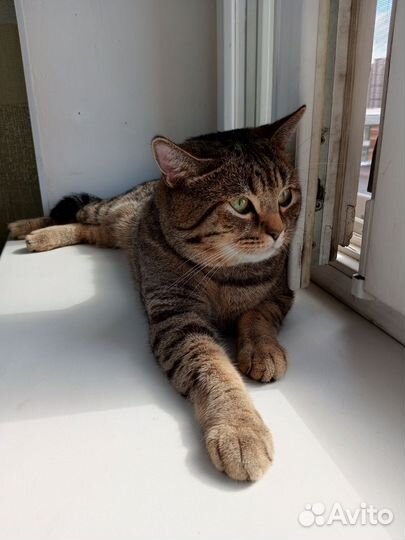 Передержка животных, котоняня, зооняня