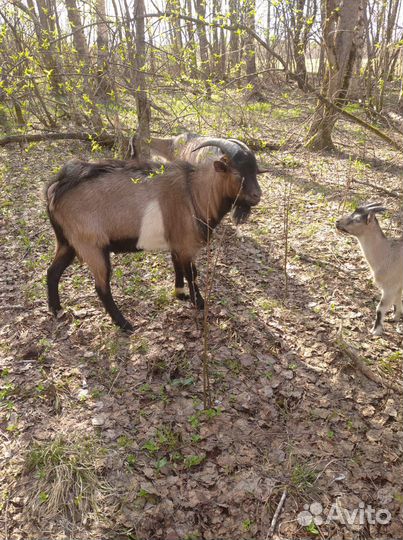 Козел альпийский