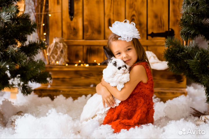 Новогодняя фотосессия в студии, с щенками