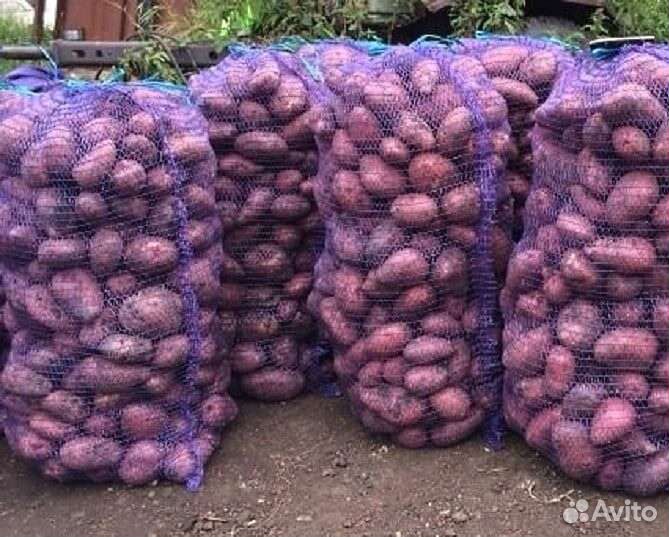 Картофель Розара и Редскарлет оптом