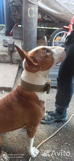 Стандартный бультерьер вязка