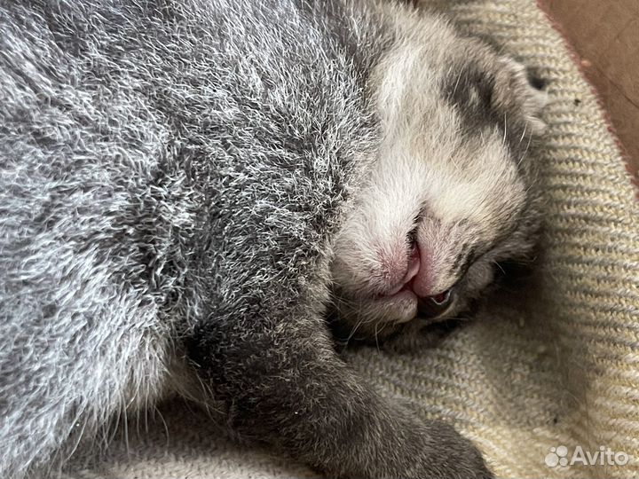 Котята чаузи