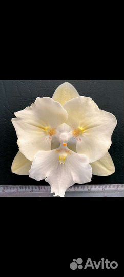 Орхидея фаленопсис бабочка биглип