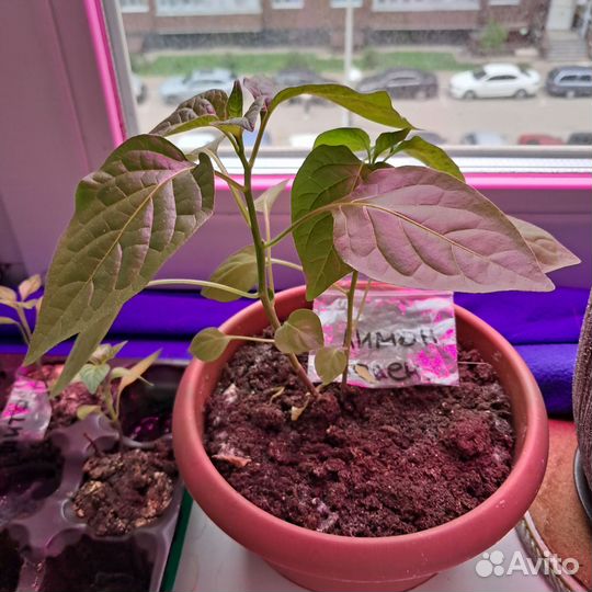 Рассада перца комнатного