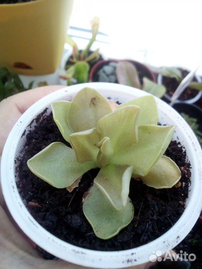 Жирянки хищные растения