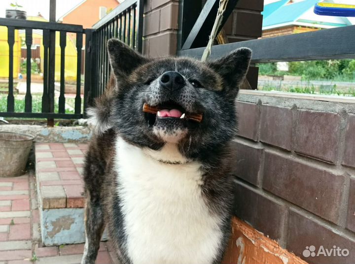 Тигровый кобель Акита-ину