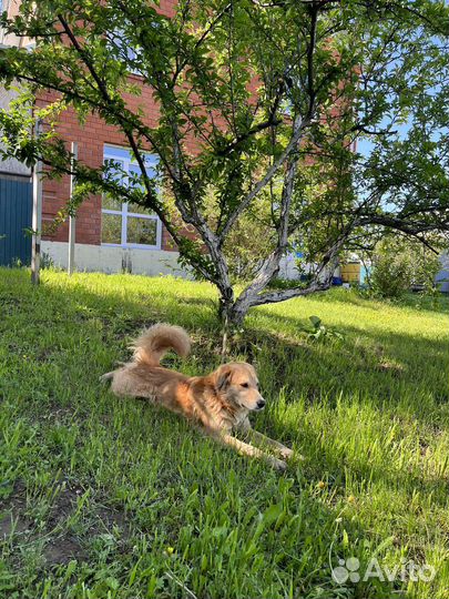 Рыжик кобель