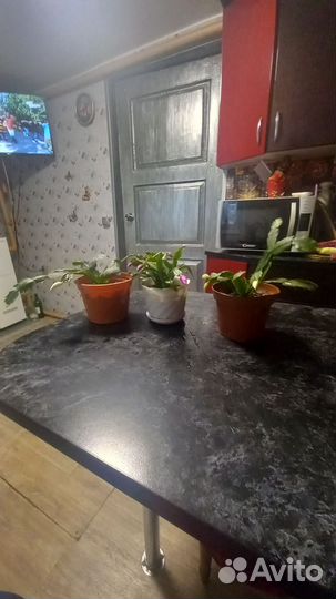 Цветок декабрист (Зигокактус)