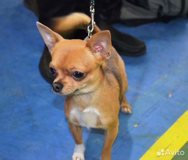 Кобель для вязки