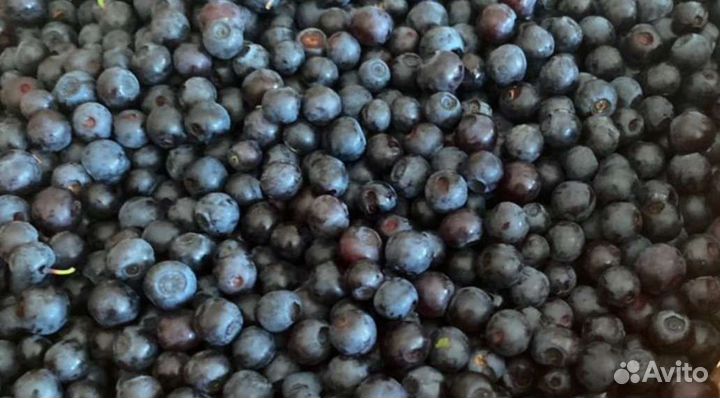 Черника голубика