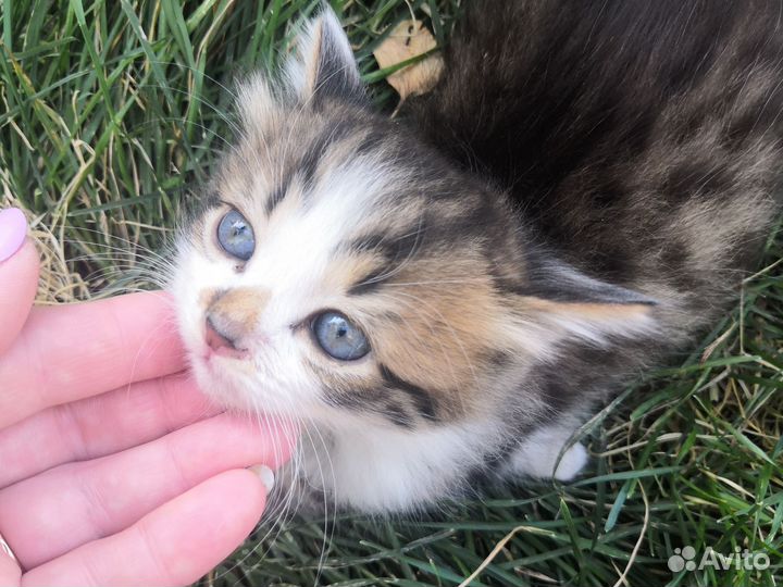 Котята пушистые бесплатно