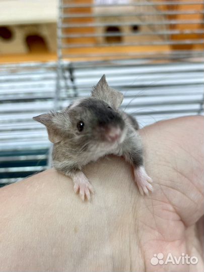 Декоративные и сатиновые мышки