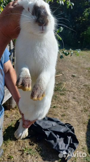 Калифорнийские кролики