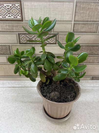 Живое дерево