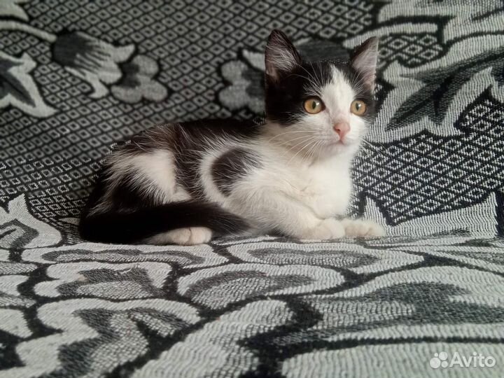 Котята в дар