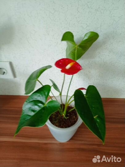 Антуриумы красные