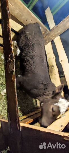 Телёнок бычок