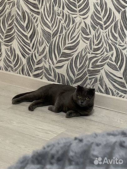 Британские котята