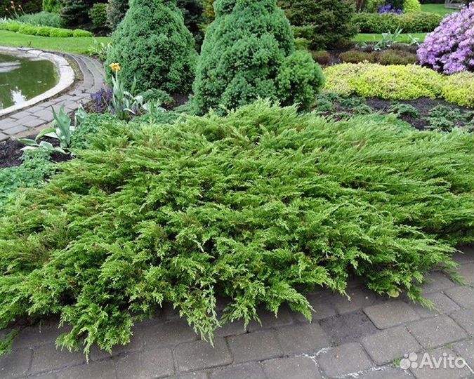 Можжевельник