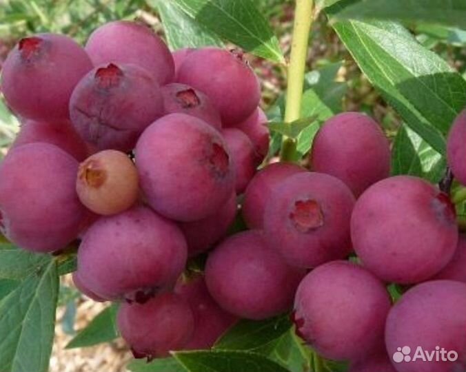 Голубика пинк лимонад