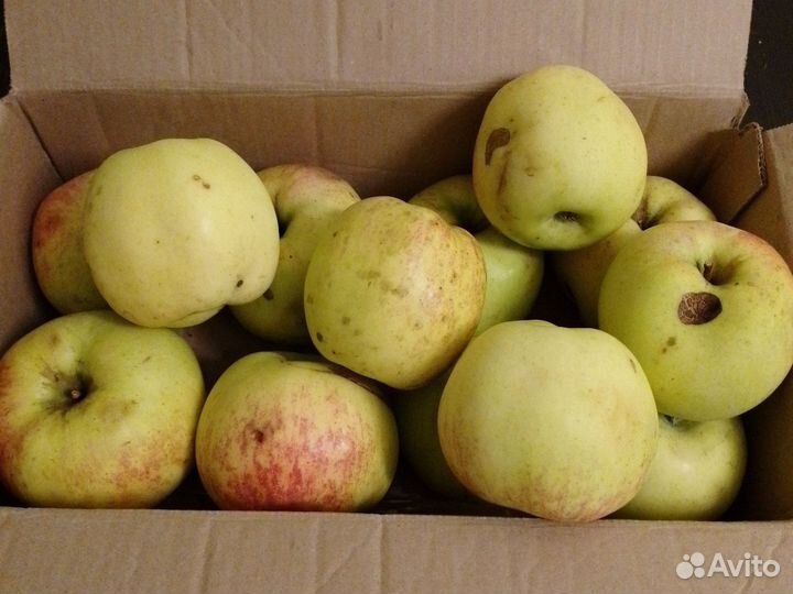 Яблоки домашние на сок и хранение