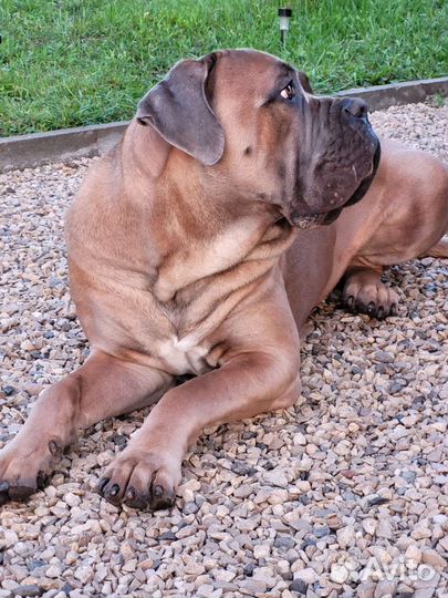 Собака для фотосессии