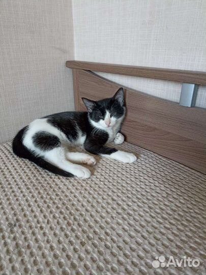 Котёнок Любава