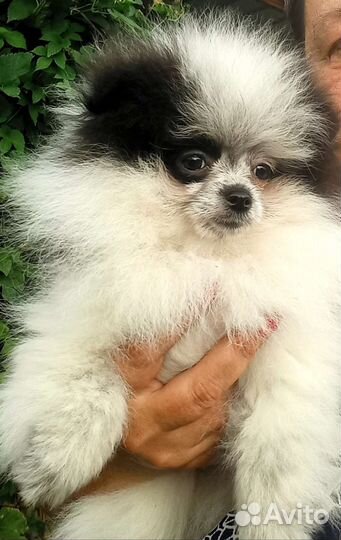 Шпиц девочки